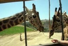 San Diego Zoo Safari Park with Transportation